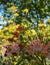 Colourful Japanese azaleas in dappled shade outside the walled garden at Eastcote House Gardens in Eastcote Hillingdon, UK