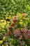 Colourful Japanese azaleas in dappled shade outside the walled garden at Eastcote House Gardens in Eastcote Hillingdon, UK