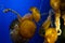 Colourful jellyfish swims in blue ocean sea, dangerous poisonous jellyfish Japanese sea nettle, Copy space. Panoramic