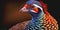 Colourful Lady Amherst pheasant bird