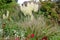 Colourful late summer garden border