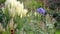 Colourful late summer garden border