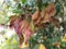 Colourful leaf in the flower.