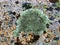 Colourful lichen on rocks at seaside