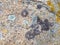 Colourful lichen on rocks at seaside