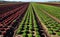 Colourful lines or rows of crops planted in rural Victoria.