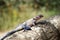 Colourful lizard on tree