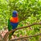 Colourful lori parrot on the perch