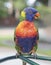 Colourful lorikeet sitting on a metal bar