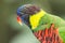 Colourful lory in bird park, Singapore