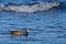 Colourful male harlequin duck swims in shallows near shore
