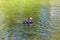 Colourful male Manadarin perching duck swimming in a pond