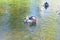 Colourful male Manadarin perching duck swimming in a pond