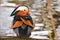 A colourful male mandarin duck. Aix galericulata