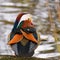 A colourful male mandarin duck. Aix galericulata