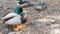 Colourful mallard dabbling duck in natural habitat. Waterflow multi colored bird in wild nature, iridescent green