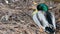 Colourful mallard dabbling duck in natural habitat. Waterflow multi colored bird in wild nature, iridescent green