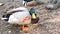 Colourful mallard dabbling duck in natural habitat. Waterflow multi colored bird in wild nature, iridescent green