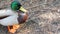 Colourful mallard dabbling duck in natural habitat. Waterflow multi colored bird in wild nature, iridescent green