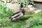 Colourful mallard duck