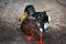 Colourful mallard duck. Beautiful colorful duck, close up bird