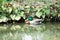 Colourful mallard duck in green water