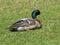 Colourful Mallard duck resting on grass