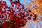 Colourful maple leaves against a blue sky during Japan`s Autumn Koyo season