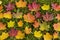 Colourful maple leaves on grass background