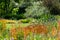 Colourful mature garden influenced by the naturalistic planting at Bressingham Gardens, Diss, Norfolk UK