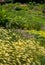 Colourful mature garden influenced by the naturalistic planting at Bressingham Gardens, Diss, Norfolk UK