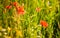 Colourful Meadow full of Poppies and Cornflowers, soft background