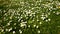 Colourful meadow with white chamomiles.