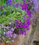 Colourful mixed colour aubretia trailing plants growing on a wall in Pinner UK