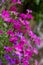 Colourful mixed colour aubretia trailing plants growing on a wall in Pinner UK. Taken on an unseasonally warm day in March 2021.