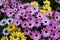 Colourful mixed display African Daisies