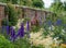 Colourful mixed herbaceous border at Oxburgh Hall, Norfolk UK with blue delphiniums in the foreground.