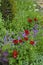 Colourful mixed planted flower border including Ladybird Poppies