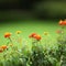 Colourful orange flowers