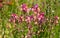 Colourful ornamental linaria maroccana flowers, also known as Northern Light, Fairy Bouquet and toadflax. Native to Morocco.