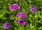 Colourful Osteospermum in full bloom