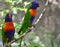 Colourful pair of birds