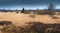 Colourful panorama from the heathland/ moorland in National Park The High Fens / Hautes Fagnes.