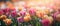 Colourful panoramic spring banner of fresh tulips