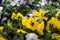 Colourful pansies in the garden