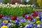 Colourful pansies and white tulips flowerbed background in an spring garden. Close up