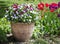 Colourful pansy flowers in the ceramic pot.