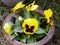 Colourful Pansy in my rooftop garden