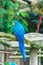 Colourful parrot bird sitting