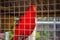 Colourful parrot inside the cage in Bali Indonesia